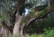 Beaufort County protects massive Heritage Tree known as Cherry Hill Oak Beaufort County protects massive Heritage Tree known as Cherry Hill Oak
