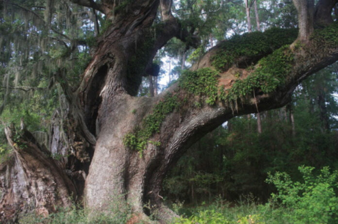 Beaufort County protects massive Heritage Tree known as Cherry Hill Oak