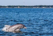 Study confirms Beaufort’s dolphins are a new species Study confirms Beaufort's dolphins are a new species