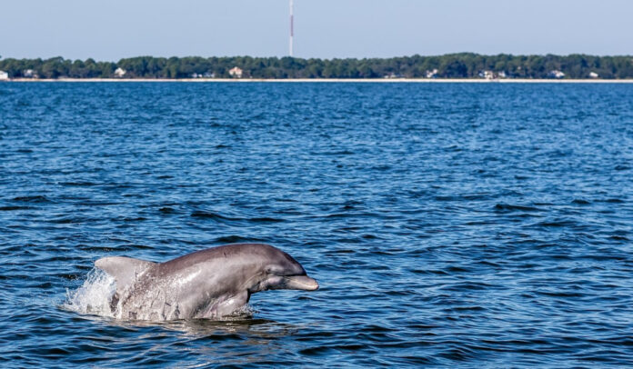 Study confirms Beaufort's dolphins are a new species