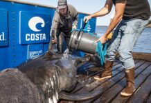 OCEARCH scientist to speak at annual Port Royal Sound Foundation gala OCEARCH scientist to speak at annual Port Royal Sound Foundation gala