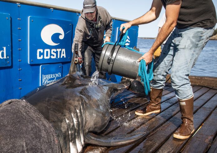 OCEARCH scientist to speak at annual Port Royal Sound Foundation gala