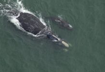 Season’s first right whale mother & calf spotted along coast Season’s first right whale mother & calf spotted along coast