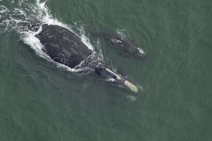 Season’s first right whale mother & calf spotted along coast