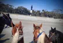 Winter belongs to horses at Hunting Island Beach Winter belongs to horses at Hunting Island Beach