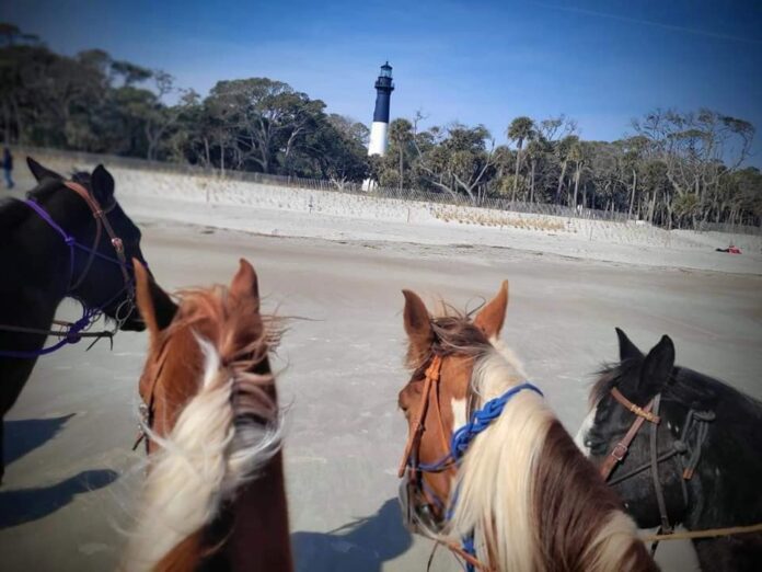 Winter belongs to horses at Hunting Island Beach