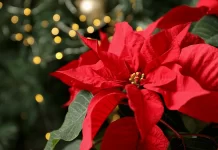 Poinsettias: The Palmetto State’s contribution to Christmas Poinsettias: The Palmetto State's contribution to Christmas