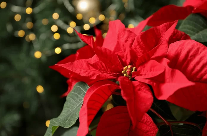 Poinsettias: The Palmetto State's contribution to Christmas