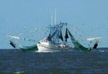 Resolution asks S.C. Governor to declare economic disaster to aid shrimpers Resolution asks S.C. Governor to declare economic disaster to aid shrimpers