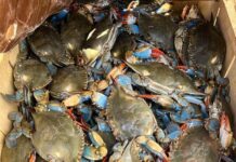 SCDNR and state legislature are working to save our blue crabs SCDNR and S.C. state legislature are working to save our blue crabs