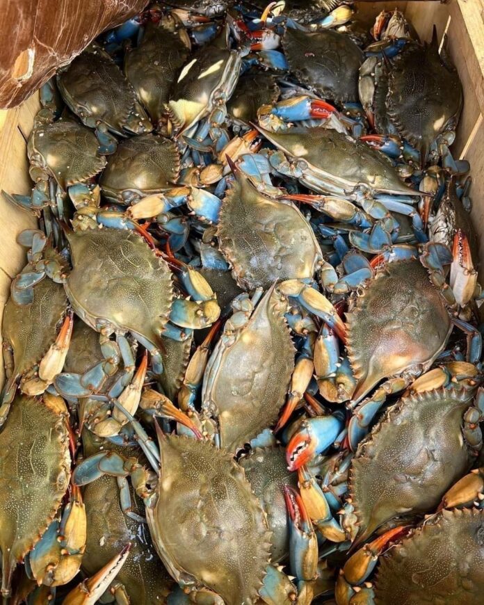SCDNR and S.C. state legislature are working to save our blue crabs