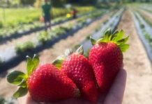 Strawberry picking season opens in Beaufort, SC Strawberry picking seasons opens in Beaufort, SC