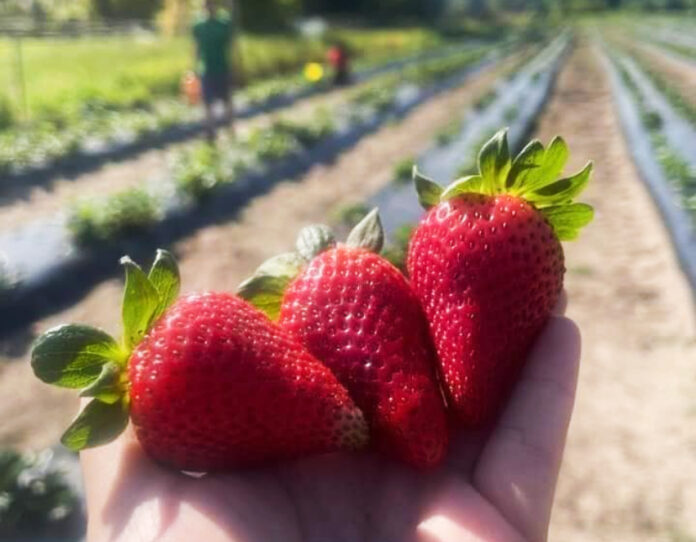 Strawberry picking seasons opens in Beaufort, SC