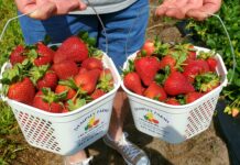 Strawberry picking season opens in Beaufort Strawberry picking season opens in Beaufort