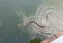 Sea Island Serpents: Of snakes and the Lowcountry Sea Island Serpents: Of snakes and the Lowcountry