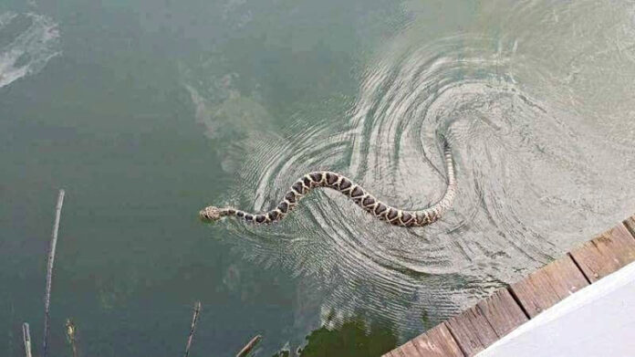 Sea Island Serpents: Of snakes and the Lowcountry