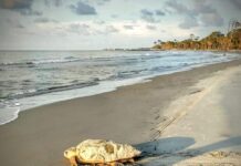 Sea Turtles Everywhere: Hunting Island records 100th nest of season Sea Turtles Everywhere: Hunting Island records 100th nest of season