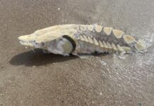 Endangered Atlantic sturgeon washes ashore at Edisto Beach Endangered Atlantic sturgeon washes ashore at Edisto Beach