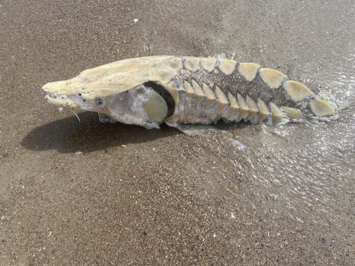 Endangered Atlantic sturgeon washes ashore at Edisto Beach