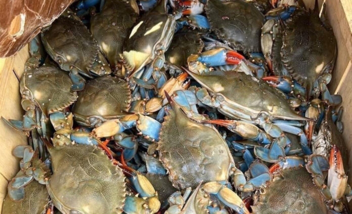 SCDNR makes changes to blue crab harvesting laws for 2025