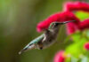 Bye Bye Birdies: Hummingbirds moving through S.C. on fall migration Bye Bye Birdies: Hummingbirds moving south through S.C. on fall migration