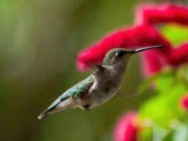 Bye Bye Birdies: Hummingbirds moving through S.C. on fall migration Bye Bye Birdies: Hummingbirds moving south through S.C. on fall migration