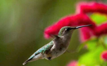 Bye Bye Birdies: Hummingbirds moving through S.C. on fall migration Bye Bye Birdies: Hummingbirds moving south through S.C. on fall migration
