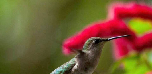 Bye Bye Birdies: Hummingbirds moving through S.C. on fall migration Bye Bye Birdies: Hummingbirds moving south through S.C. on fall migration