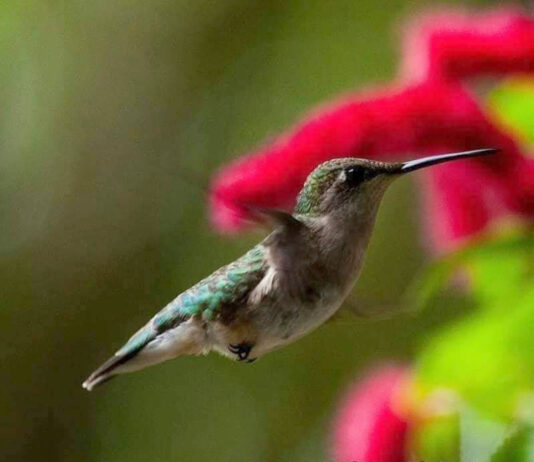 Bye Bye Birdies: Hummingbirds moving through S.C. on fall migration Bye Bye Birdies: Hummingbirds moving south through S.C. on fall migration