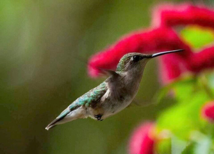 Bye Bye Birdies: Hummingbirds moving south through S.C. on fall migration