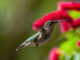 Bye Bye Birdies: Hummingbirds moving through S.C. on fall migration Bye Bye Birdies: Hummingbirds moving south through S.C. on fall migration