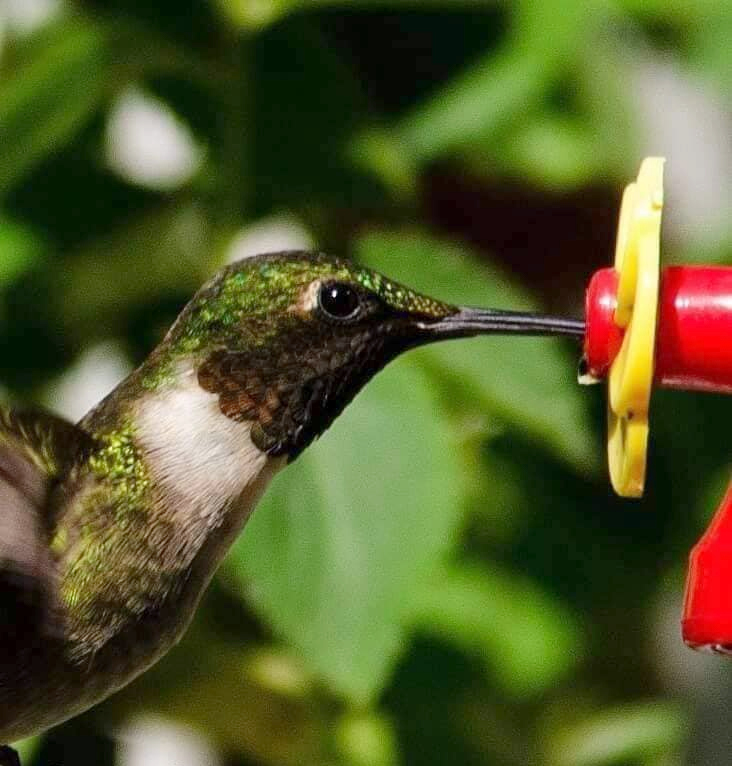 Bye Bye Birdies: Hummingbirds moving south through S.C. on fall migration