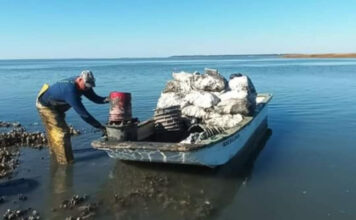 Shellfish harvesting season begins October 1st in S.C. waters