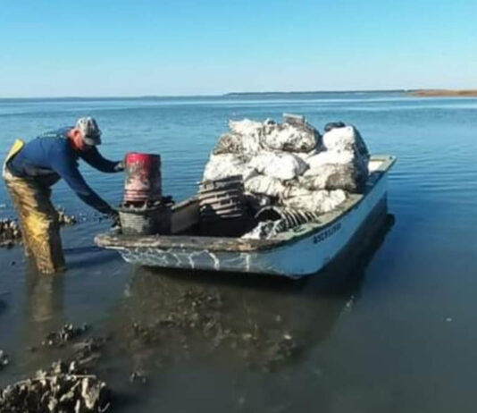 Shellfish harvesting season begins October 1st in S.C. waters