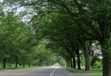 Beaufort to celebrate Arbor Day with tree planting