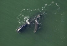 First right whale & calf of the season spotted off S.C. coast First right whale & calf of the season spotted off S.C. coast