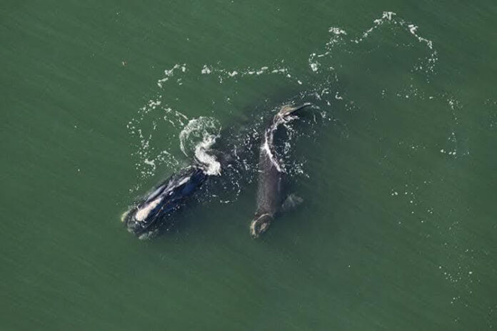 First right whale & calf of the season spotted off S.C. coast