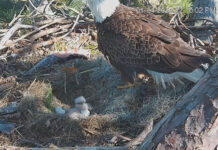 Baby Bald eagle hatches in Dataw Island nest, caught on camera Baby Bald eagle hatches in Dataw Island nest, caught on camera