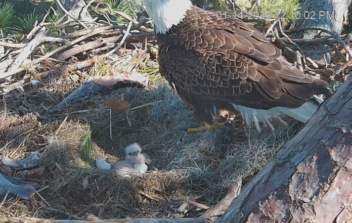 Baby Bald eagle hatches in Dataw Island nest, caught on camera