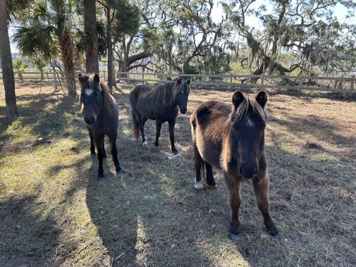 End of an Era: Beaufort's wild sea island marsh ponies removed & rehomed