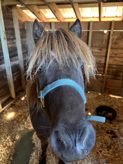 End of an Era: Beaufort's wild sea island marsh ponies removed & rehomed