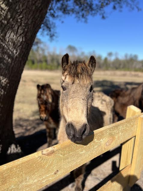 End of an Era: Beaufort's wild sea island marsh ponies removed & rehomed