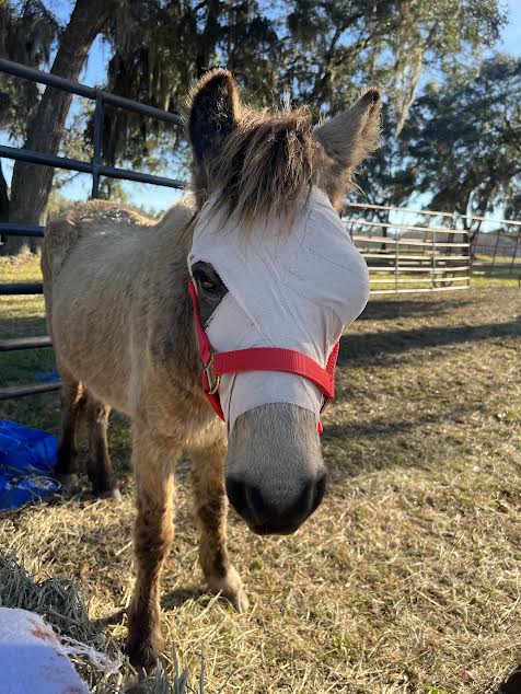 End of an Era: Beaufort's wild sea island marsh ponies removed & rehomed