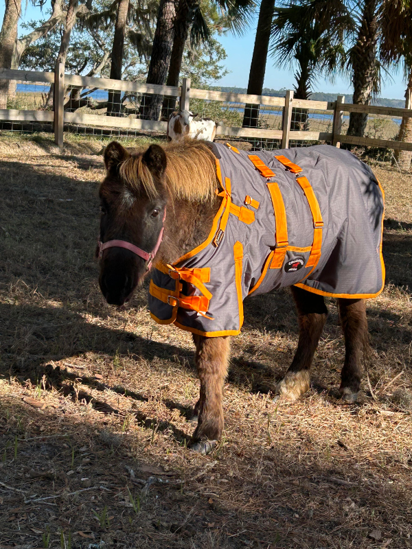 End of an Era: Beaufort's wild sea island marsh ponies removed & rehomed