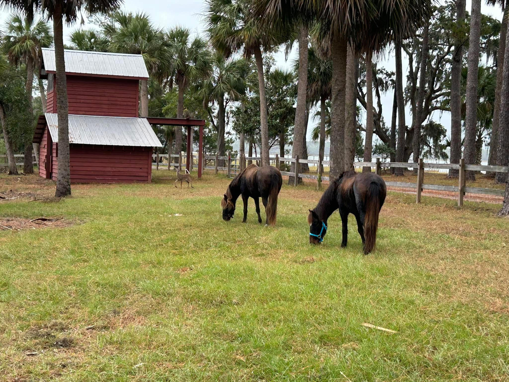 End of an Era: Beaufort's wild sea island marsh ponies removed & rehomed