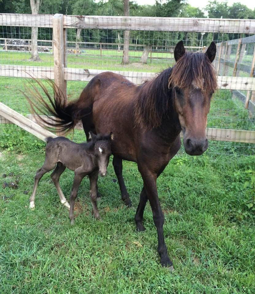 End of an Era: Beaufort's wild sea island marsh ponies removed & rehomed