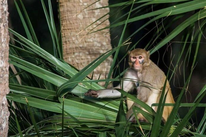 All 43 escaped monkeys recaptured, according to Yemassee Police