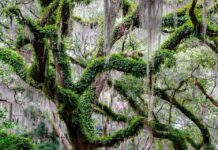 Coming to Life: The resilience of the resurrection fern Coming to Life: The resilience of the resurrection fern