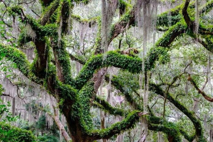 Coming to Life: The resilience of the resurrection fern