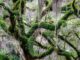 Coming to Life: The resilience of the resurrection fern Coming to Life: The resilience of the resurrection fern